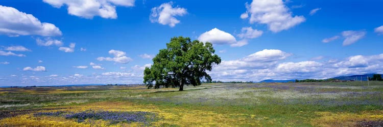 Lone Oak In A Field Of Wildflowers, Table Mountain Plateaus, California, USA