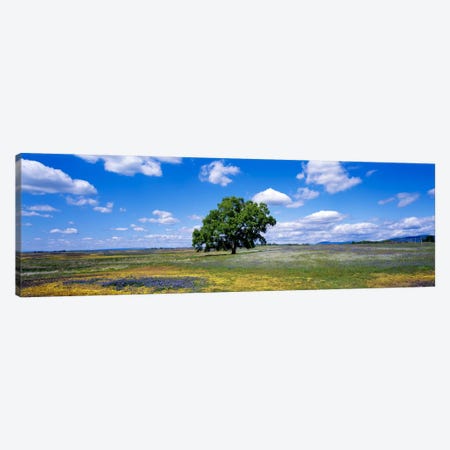 Lone Oak In A Field Of Wildflowers, Table Mountain Plateaus, California, USA Canvas Print #PIM38} by Panoramic Images Canvas Print