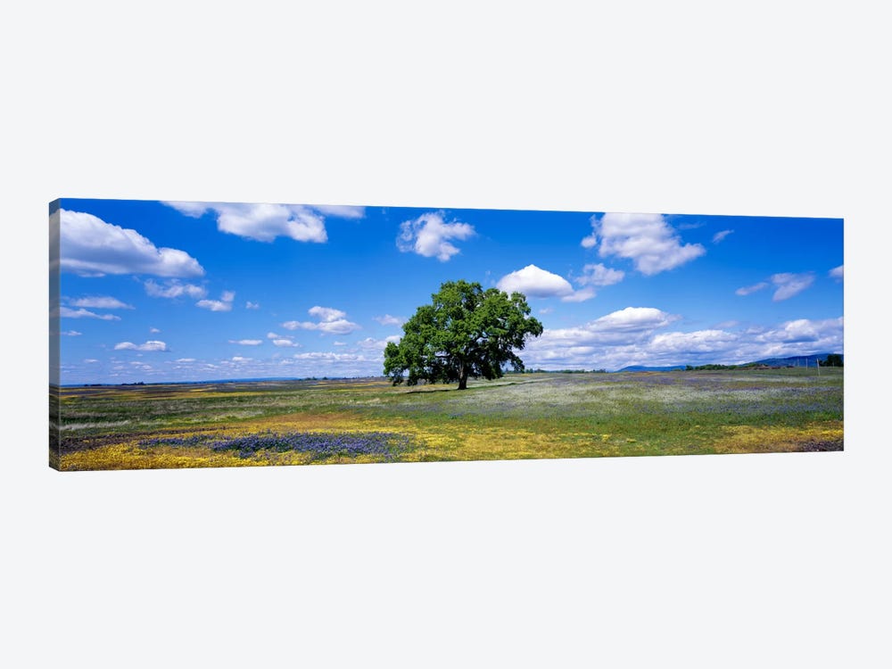 Lone Oak In A Field Of Wildflowers, Table Mountain Plateaus, California, USA by Panoramic Images 1-piece Art Print