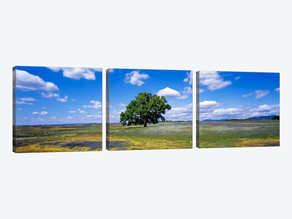 Lone Oak In A Field Of Wildflowers, Table Mountain Plateaus, California, USA by Panoramic Images 3-piece Art Print
