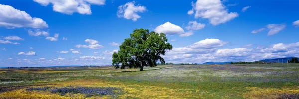Oak Trees: Lone Oak In A Field Of Wildflowers, Table Mountain Plateaus, California, USA by Panoramic Images