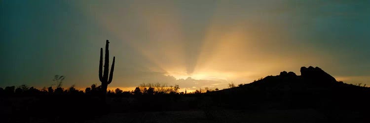 Desert Sunbeams, Near Phoenix, Arizona, USA