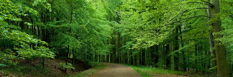 Road Through a Forest near Kassel Germany