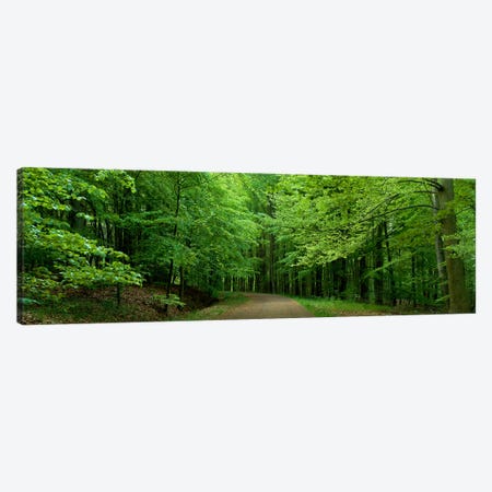 Road Through a Forest near Kassel Germany Canvas Print #PIM3919} by Panoramic Images Canvas Wall Art