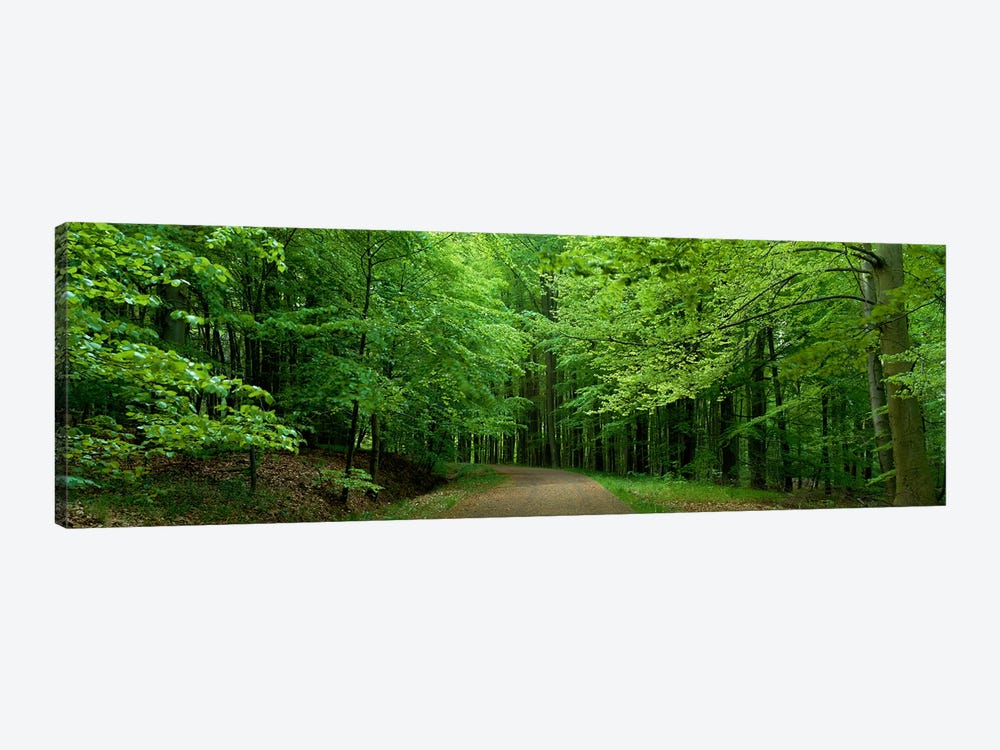 Road Through a Forest near Kassel Germany by Panoramic Images 1-piece Canvas Artwork