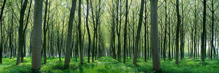 Forest Trail Chateau-Thierry France