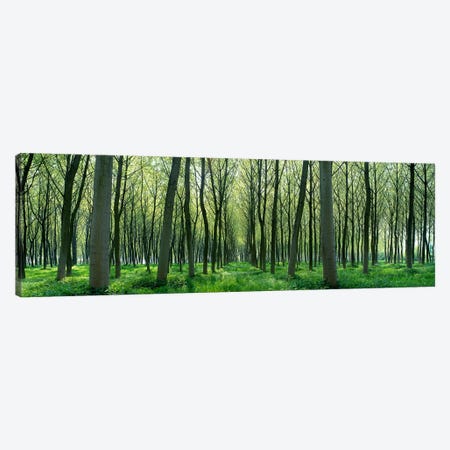 Forest Trail Chateau-Thierry France Canvas Print #PIM3936} by Panoramic Images Canvas Art Print