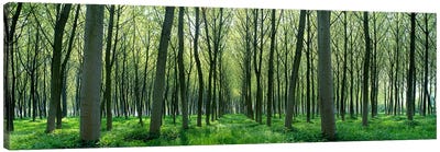 Forest Trail Chateau-Thierry France Canvas Art Print - Forest Art