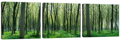 Forest Trail Chateau-Thierry France Canvas Art Print - 3-Piece Tree Art