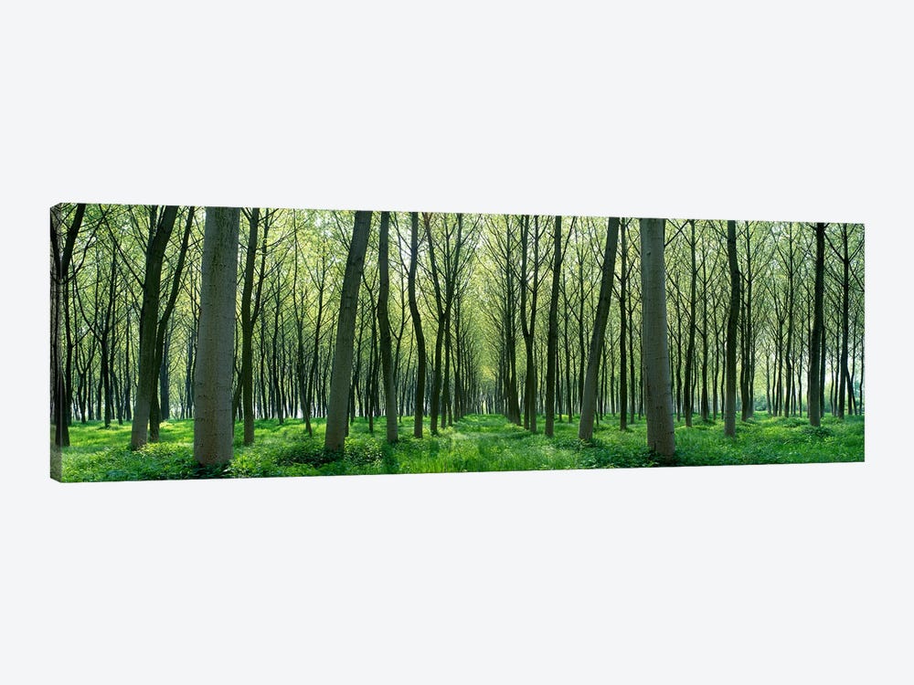 Forest Trail Chateau-Thierry France by Panoramic Images 1-piece Canvas Print