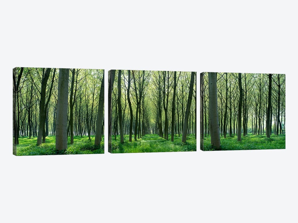 Forest Trail Chateau-Thierry France by Panoramic Images 3-piece Canvas Art Print