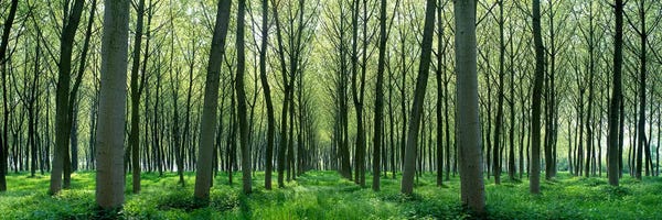 Panoramic Images: Forest Trail Chateau-Thierry France by Panoramic Images