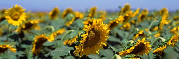 USA, California, Central Valley, Field of sunflowers