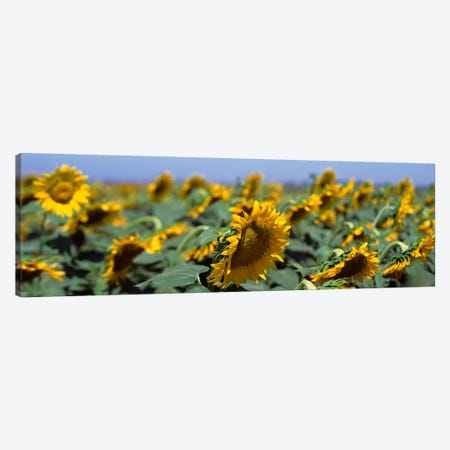 USA, California, Central Valley, Field of sunflowers Canvas Print #PIM393} by Panoramic Images Canvas Art