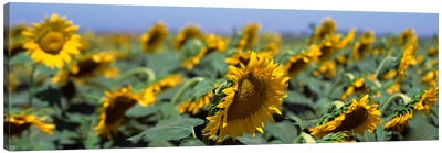 USA, California, Central Valley, Field of sunflowers Canvas Art Print - Floral Close-Up Art