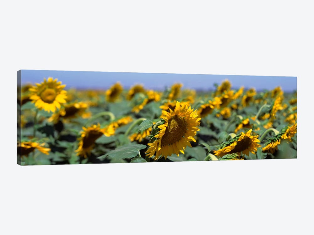 USA, California, Central Valley, Field of sunflowers by Panoramic Images 1-piece Canvas Wall Art