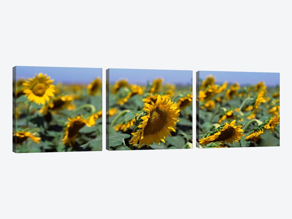 USA, California, Central Valley, Field of sunflowers by Panoramic Images 3-piece Canvas Wall Art