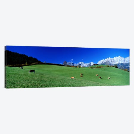 Cattle Graze in Alps Wilder Kaiser Going Austria Canvas Print #PIM3956} by Panoramic Images Canvas Art Print