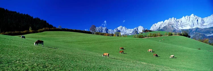 Cattle Graze in Alps Wilder Kaiser Going Austria