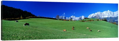 Cattle Graze in Alps Wilder Kaiser Going Austria Canvas Art Print - Austria Art
