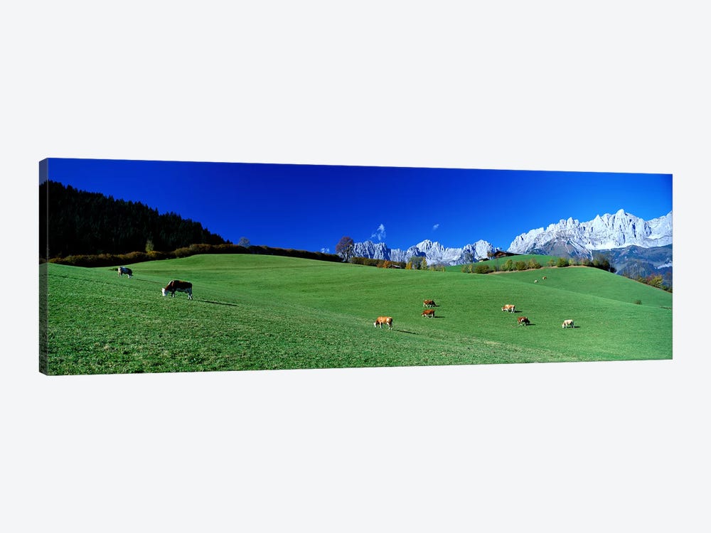 Cattle Graze in Alps Wilder Kaiser Going Austria by Panoramic Images 1-piece Canvas Print