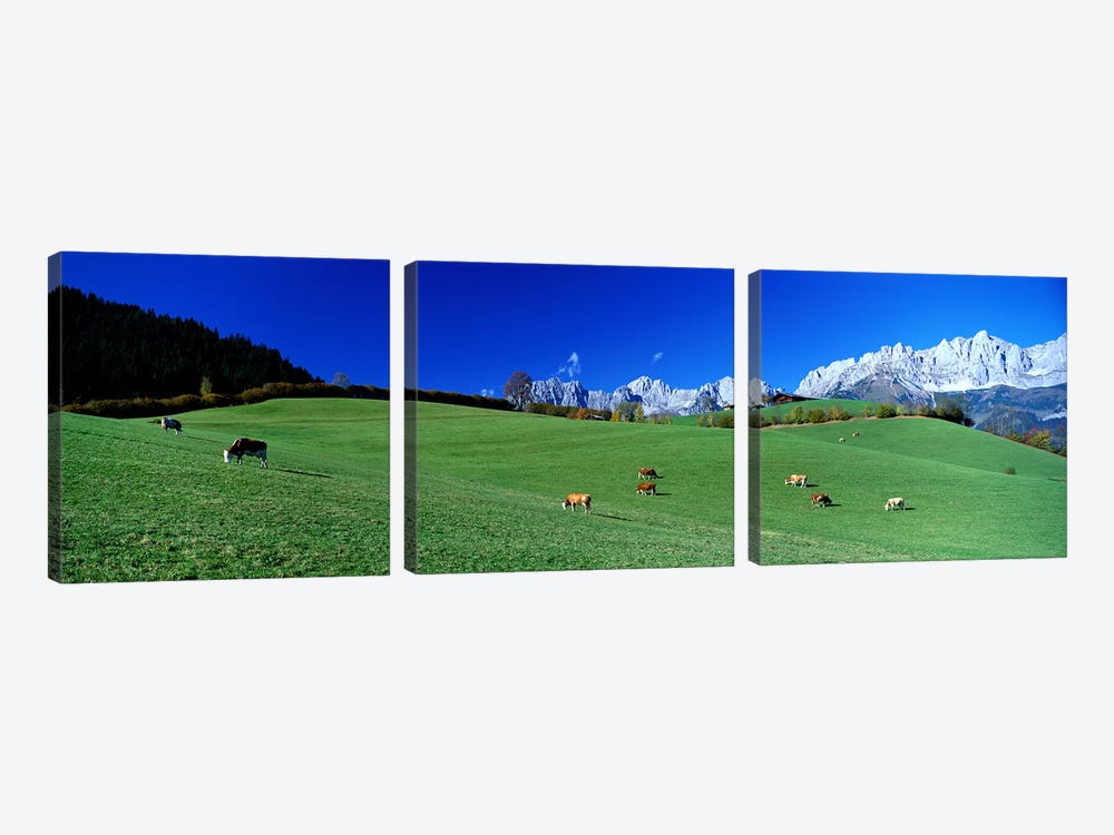 Cattle Graze in Alps Wilder Kaiser Going Austria by Panoramic Images 3-piece Canvas Art Print