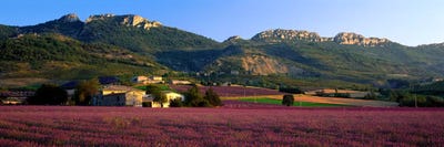 Countryside Lavender Fields, Drome, Auvergne-Rhone-Alpes, France by Panoramic Images canvas print