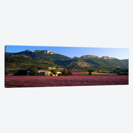 Countryside Lavender Fields, Drome, Auvergne-Rhone-Alpes, France Canvas Print #PIM3957} by Panoramic Images Art Print