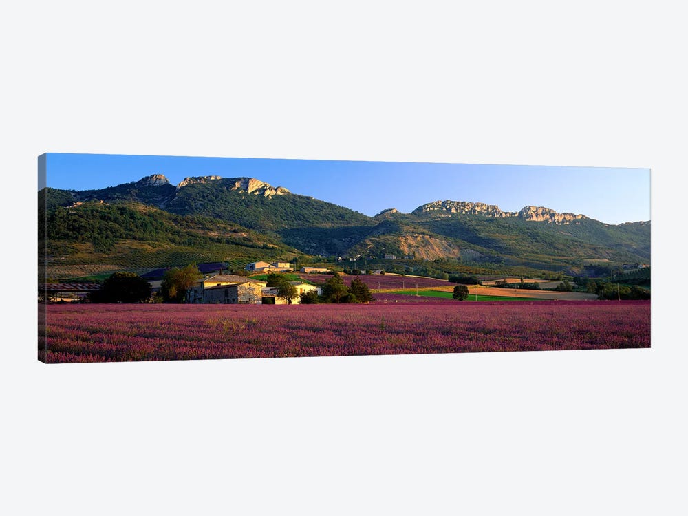 Countryside Lavender Fields, Drome, Auvergne-Rhone-Alpes, France by Panoramic Images 1-piece Canvas Art