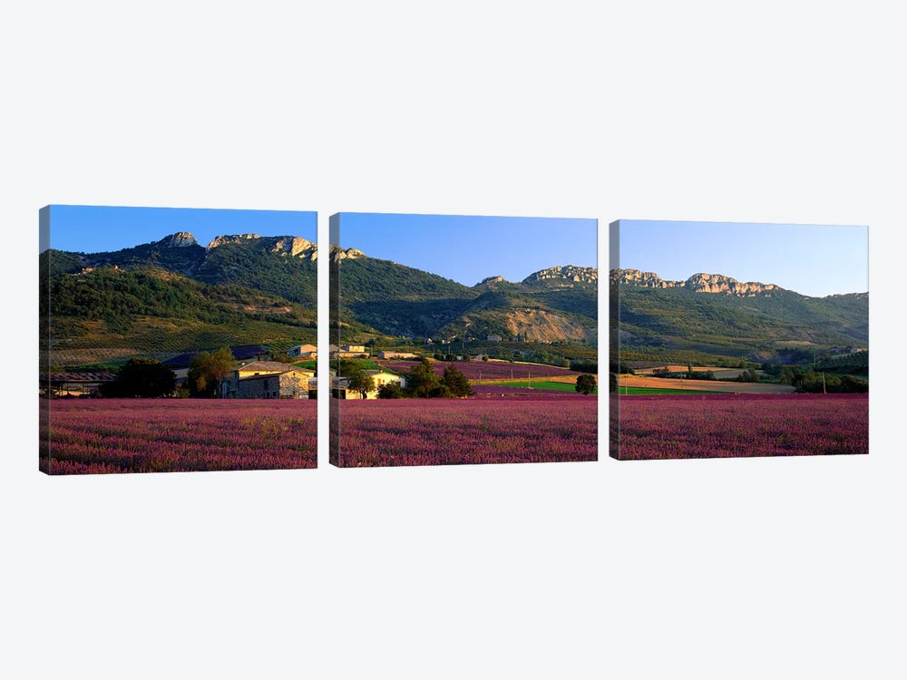 Countryside Lavender Fields, Drome, Auvergne-Rhone-Alpes, France by Panoramic Images 3-piece Canvas Artwork