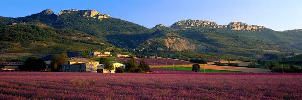 Countryside Lavender Fields, Drome, Auvergne-Rhone-Alpes, France