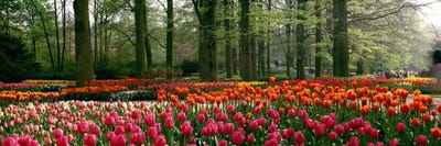Keukenhof I, Lisse, South Holland, Kingdom Of The Netherlands by Panoramic Images canvas print