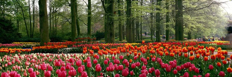 Keukenhof I, Lisse, South Holland, Kingdom Of The Netherlands by Panoramic Images wall art