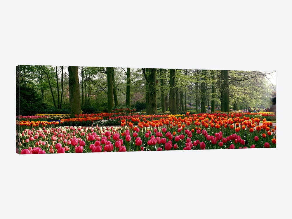 Keukenhof I, Lisse, South Holland, Kingdom Of The Netherlands by Panoramic Images 1-piece Canvas Art Print