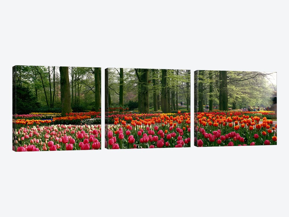 Keukenhof I, Lisse, South Holland, Kingdom Of The Netherlands by Panoramic Images 3-piece Canvas Art Print