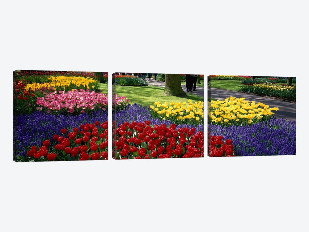 Keukenhof II, Lisse, South Holland, Kingdom Of The Netherlands by Panoramic Images 3-piece Art Print