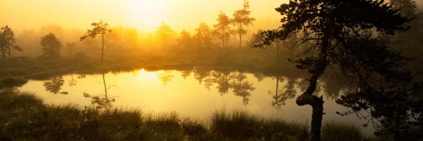 Sweden: Foggy Woodland Sunrise And It's Reflection, Vastmanland, Sweden by Panoramic Images
