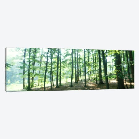 Forest Scene with FogOdenwald, near Heidelberg, Germany Canvas Print #PIM4005} by Panoramic Images Canvas Artwork