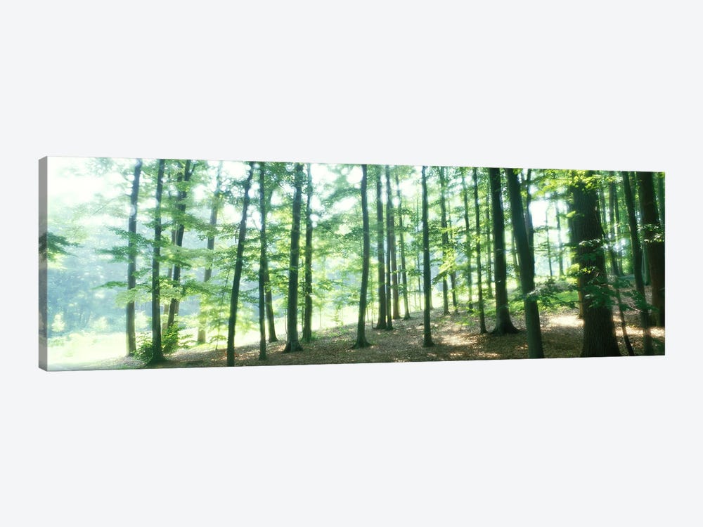 Forest Scene with FogOdenwald, near Heidelberg, Germany by Panoramic Images 1-piece Art Print
