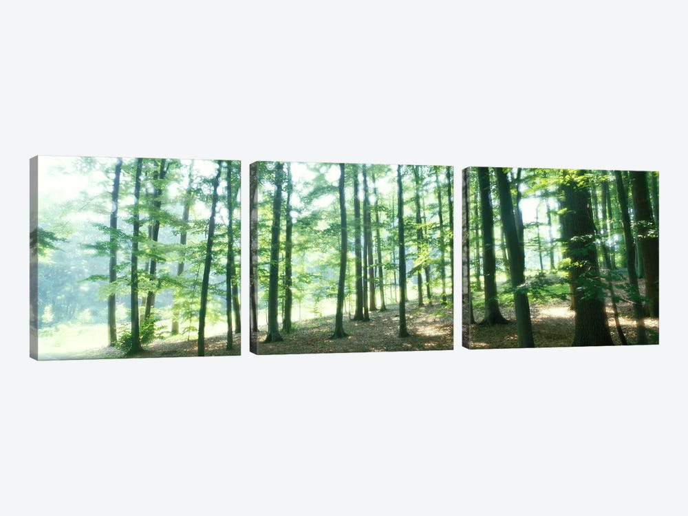 Forest Scene with FogOdenwald, near Heidelberg, Germany by Panoramic Images 3-piece Canvas Print