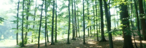 Forest Scene with FogOdenwald, near Heidelberg, Germany