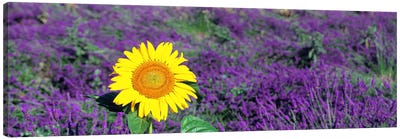Lone sunflower in Lavender FieldFrance Canvas Art Print - Pantone Ultra Violet 2018