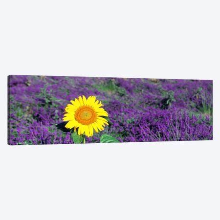 Lone sunflower in Lavender FieldFrance Canvas Print #PIM4013} by Panoramic Images Canvas Art