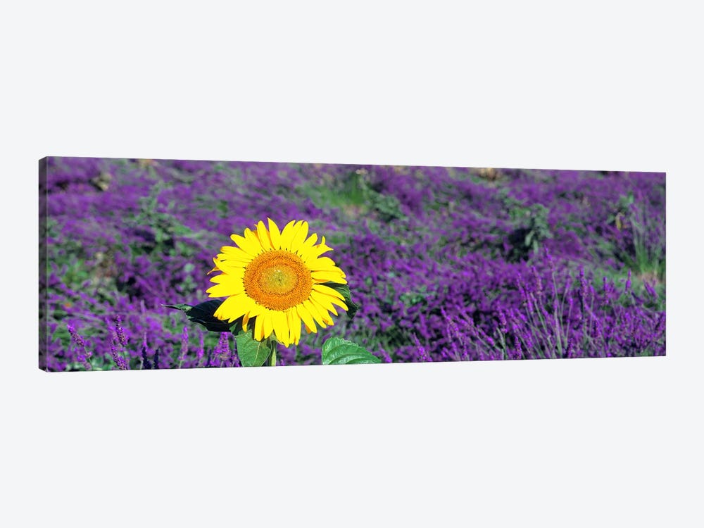 Lone sunflower in Lavender FieldFrance 1-piece Canvas Wall Art