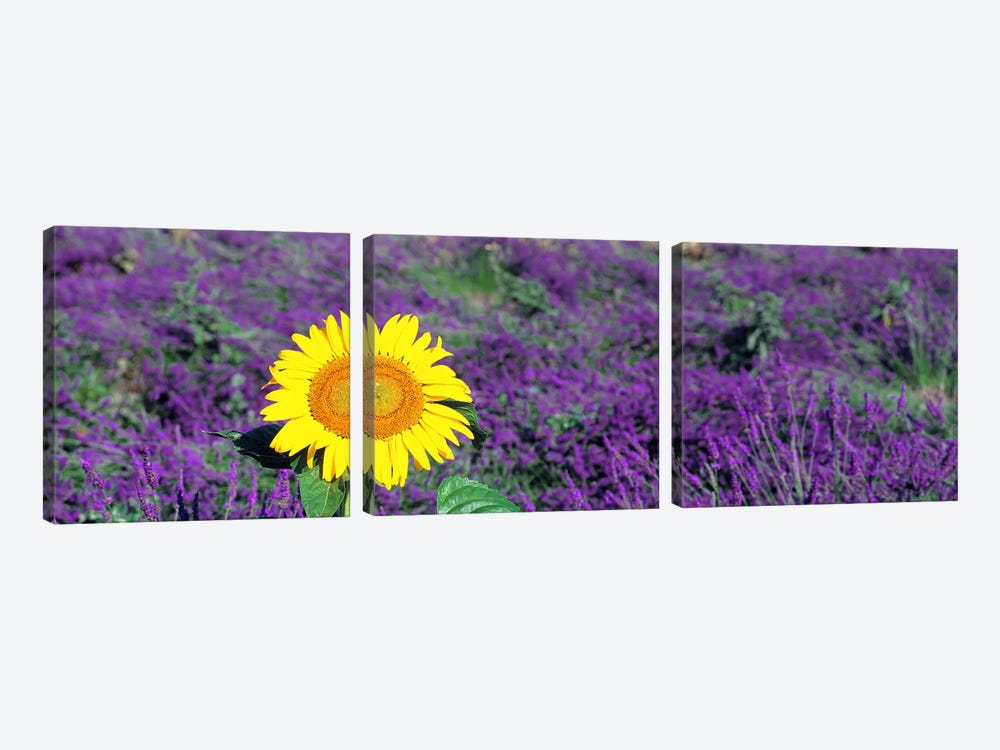 Lone sunflower in Lavender FieldFrance by Panoramic Images 3-piece Canvas Wall Art