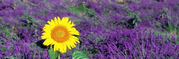 Ultra Earthy: Lone sunflower in Lavender FieldFrance by Panoramic Images