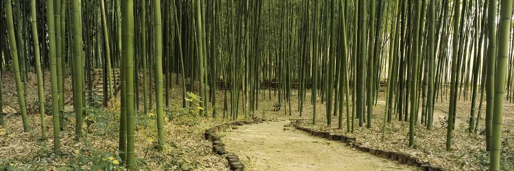 Bamboo Forest, Kyoto, Japan by Panoramic Images wall art