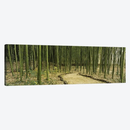 Bamboo Forest, Kyoto, Japan Canvas Print #PIM4032} by Panoramic Images Canvas Wall Art