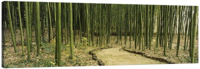 Bamboo Forest, Kyoto, Japan Canvas Art Print - Arashiyama Bamboo Forest