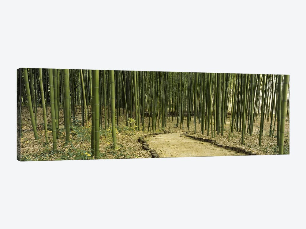 Bamboo Forest, Kyoto, Japan by Panoramic Images 1-piece Canvas Print